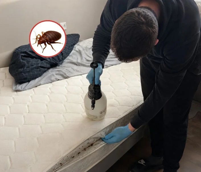 Technicien traitant un matelas contre les punaises de lit à Wy-dit-Joli-Village